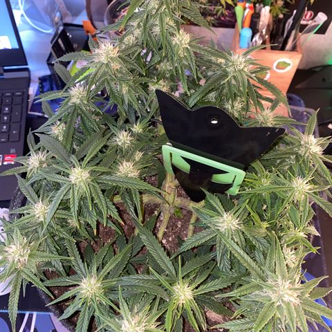 Jealousy Z XL growlog timeline photo