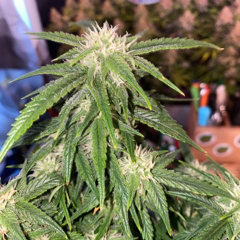 Jealousy Z XL growlog timeline photo