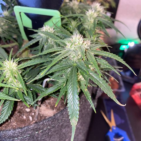 Jealousy Z XL growlog timeline photo