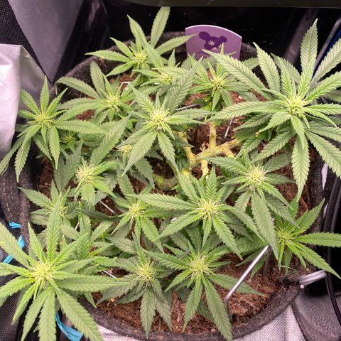 Chimera Cut growlog timeline photo