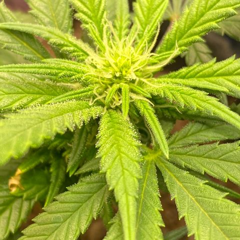 Chimera Cut growlog timeline photo