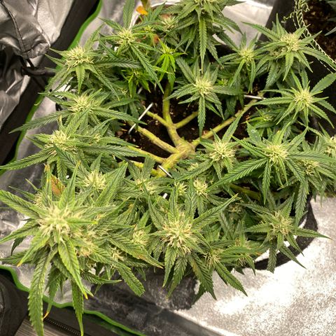 Jealousy Z XL growlog timeline photo