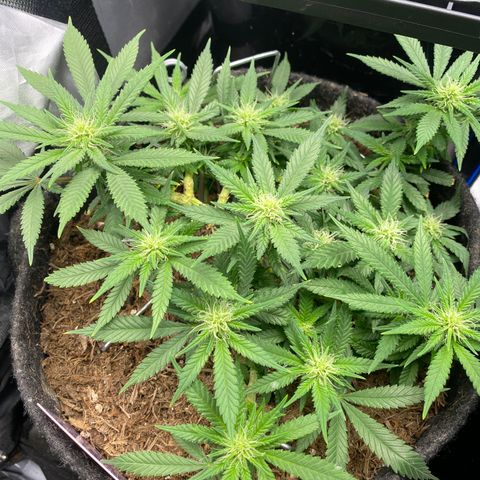 Chimera Cut growlog timeline photo