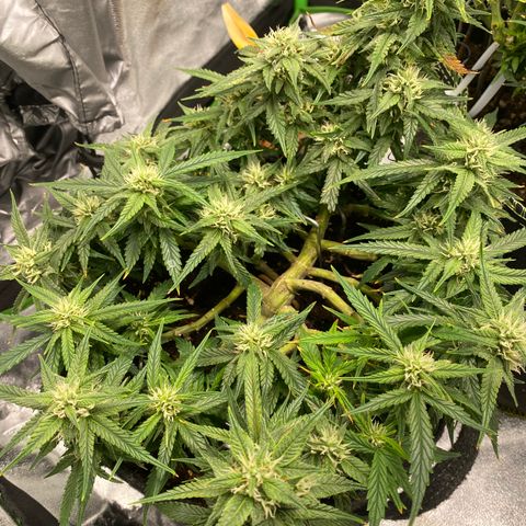 Jealousy Z XL growlog timeline photo