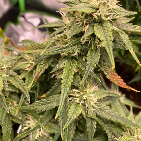 Jealousy Z XL growlog timeline photo