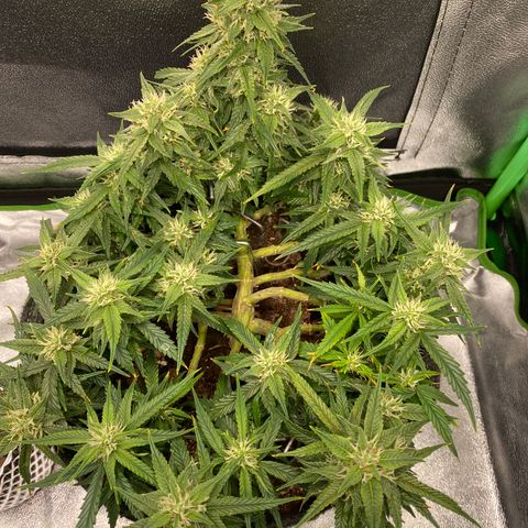Jealousy Z XL growlog timeline photo