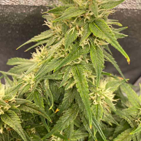 Jealousy Z XL growlog timeline photo