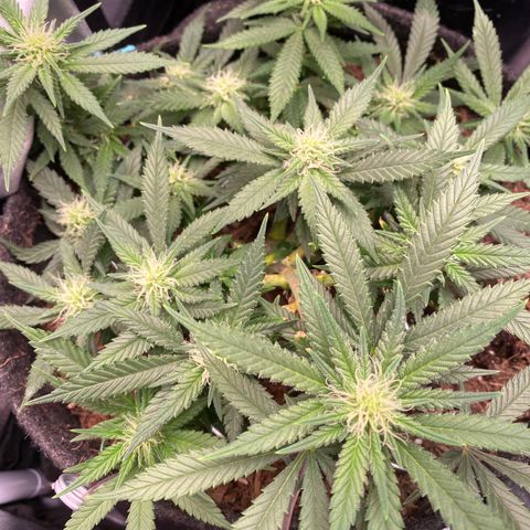 Chimera Cut growlog timeline photo