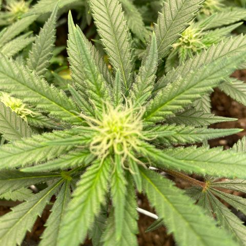 Chimera Cut growlog timeline photo