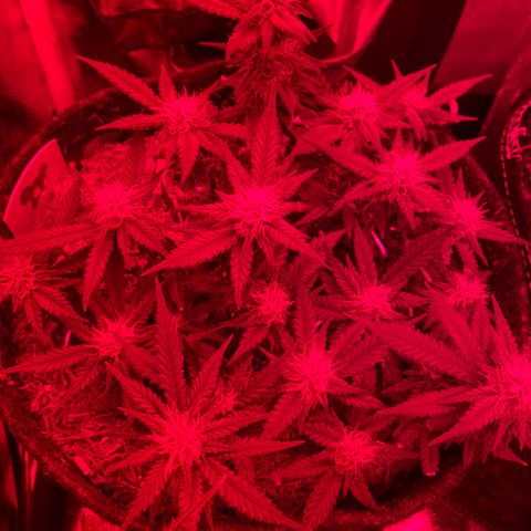 Chimera Cut growlog timeline photo