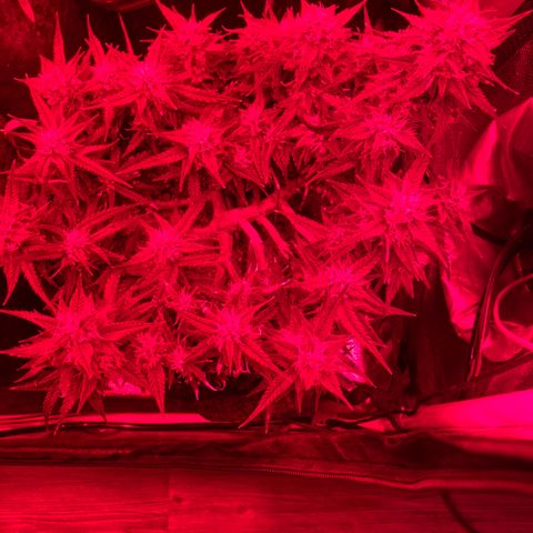 Jealousy Z XL growlog timeline photo
