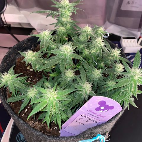 Chimera Cut growlog timeline photo