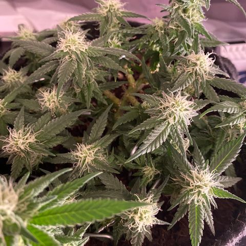 Chimera Cut growlog timeline photo