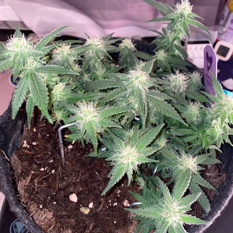 Chimera Cut growlog timeline photo