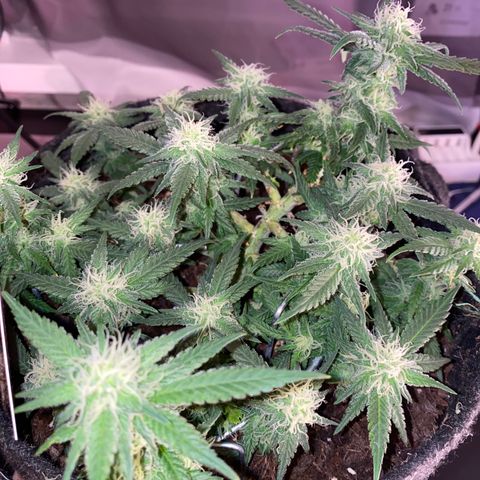 Chimera Cut growlog timeline photo
