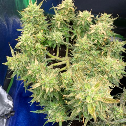 Jealousy Z XL growlog timeline photo