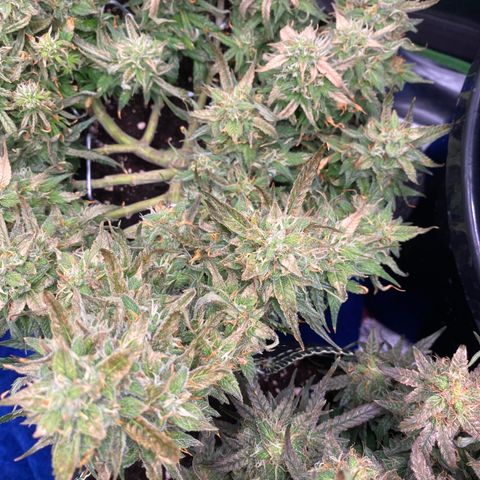 Jealousy Z XL growlog timeline photo