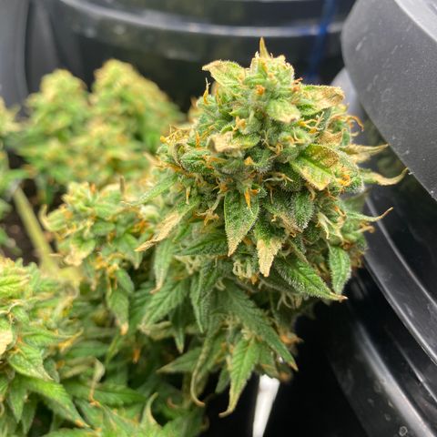Jealousy Z XL growlog timeline photo
