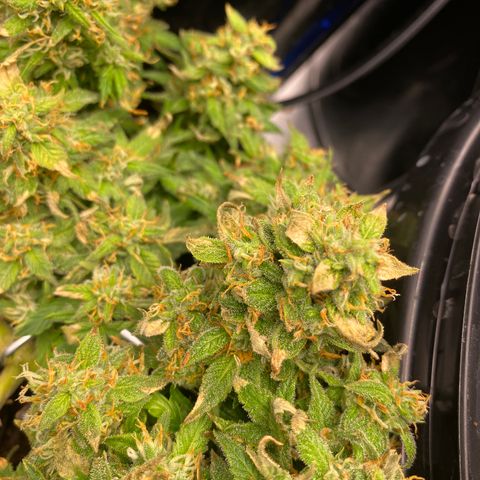 Jealousy Z XL growlog timeline photo