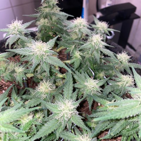 Chimera Cut growlog timeline photo