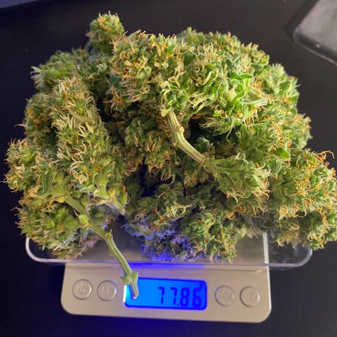 Jealousy Z XL growlog timeline photo