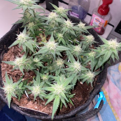 Chimera Cut growlog timeline photo