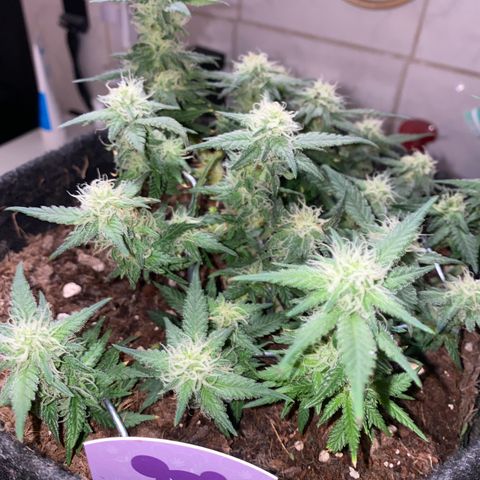Chimera Cut growlog timeline photo