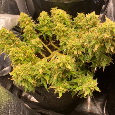 Jealousy Z XL growlog timeline photo