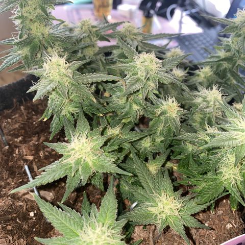 Chimera Cut growlog timeline photo