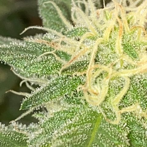 Chimera Cut growlog timeline photo