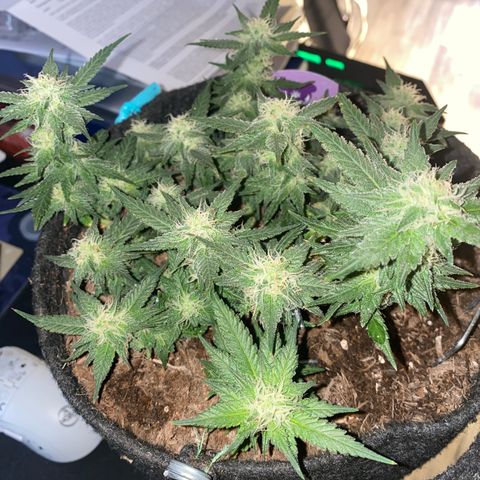 Chimera Cut growlog timeline photo