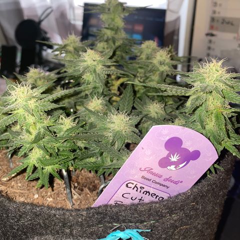 Chimera Cut growlog timeline photo