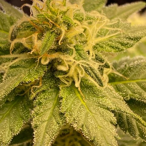 Chimera Cut growlog timeline photo