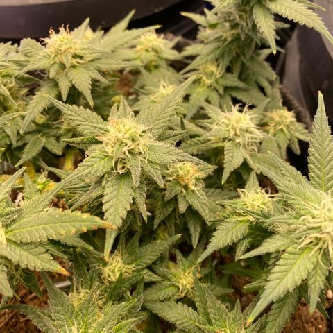Chimera Cut growlog timeline photo