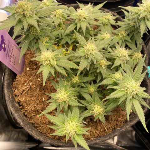 Chimera Cut growlog timeline photo