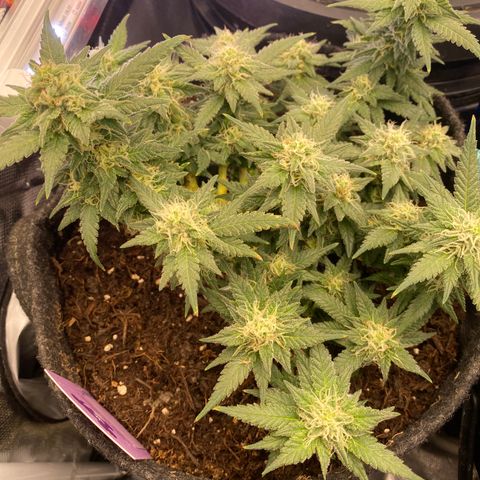 Chimera Cut growlog timeline photo