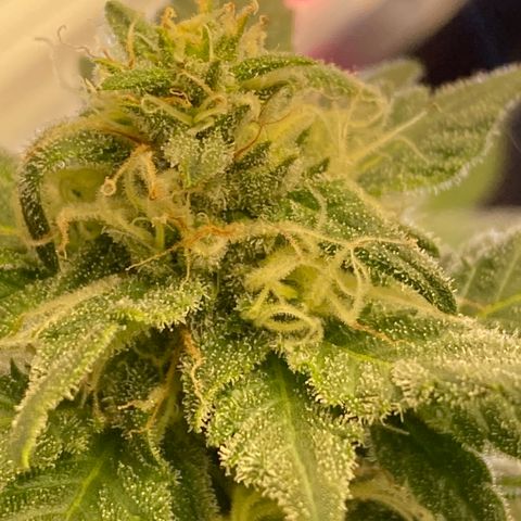 Chimera Cut growlog timeline photo
