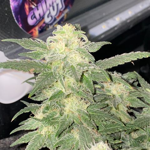 Chimera Cut growlog timeline photo