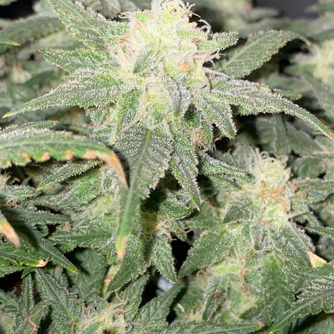Chimera Cut growlog timeline photo