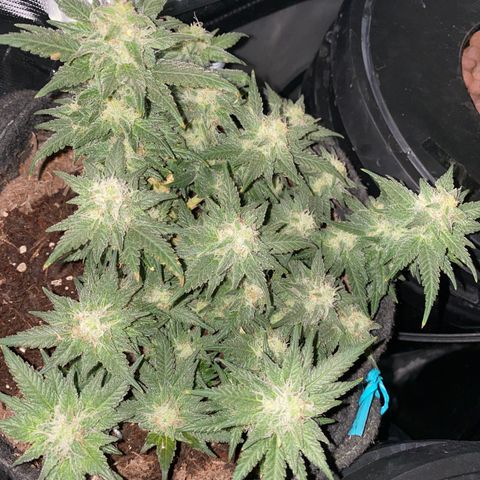 Chimera Cut growlog timeline photo