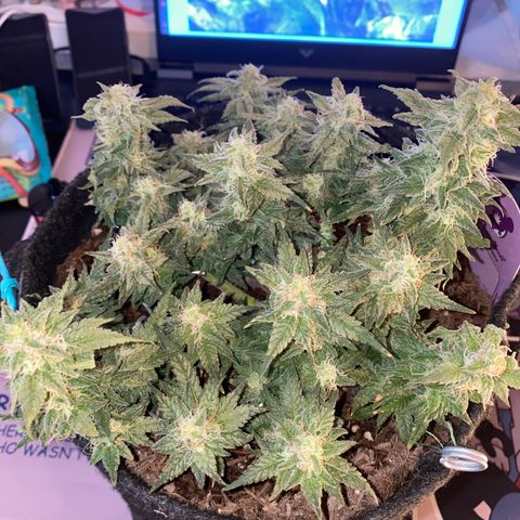 Chimera Cut growlog timeline photo