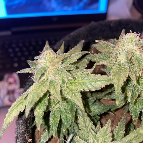 Chimera Cut growlog timeline photo