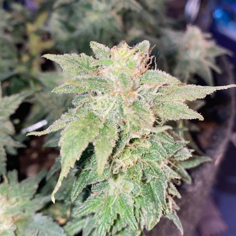 Chimera Cut growlog timeline photo