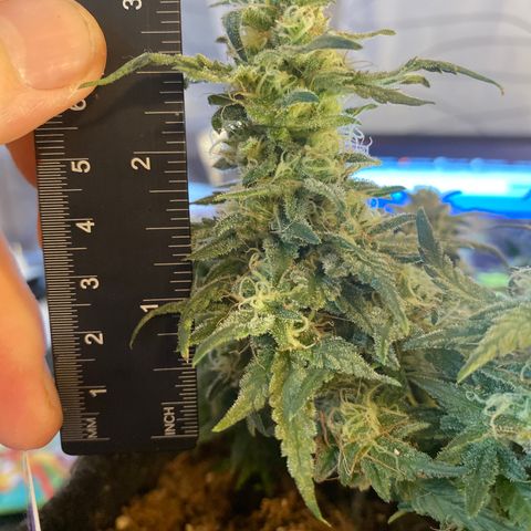 Chimera Cut growlog timeline photo