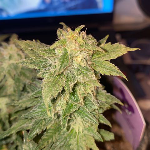 Chimera Cut growlog timeline photo