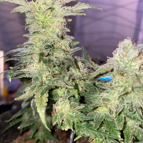 Chimera Cut growlog timeline photo