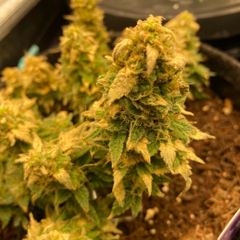 Chimera Cut growlog timeline photo