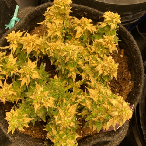 Chimera Cut growlog timeline photo