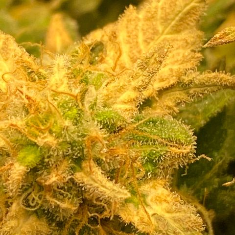 Chimera Cut growlog timeline photo