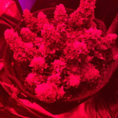 Chimera Cut growlog timeline photo